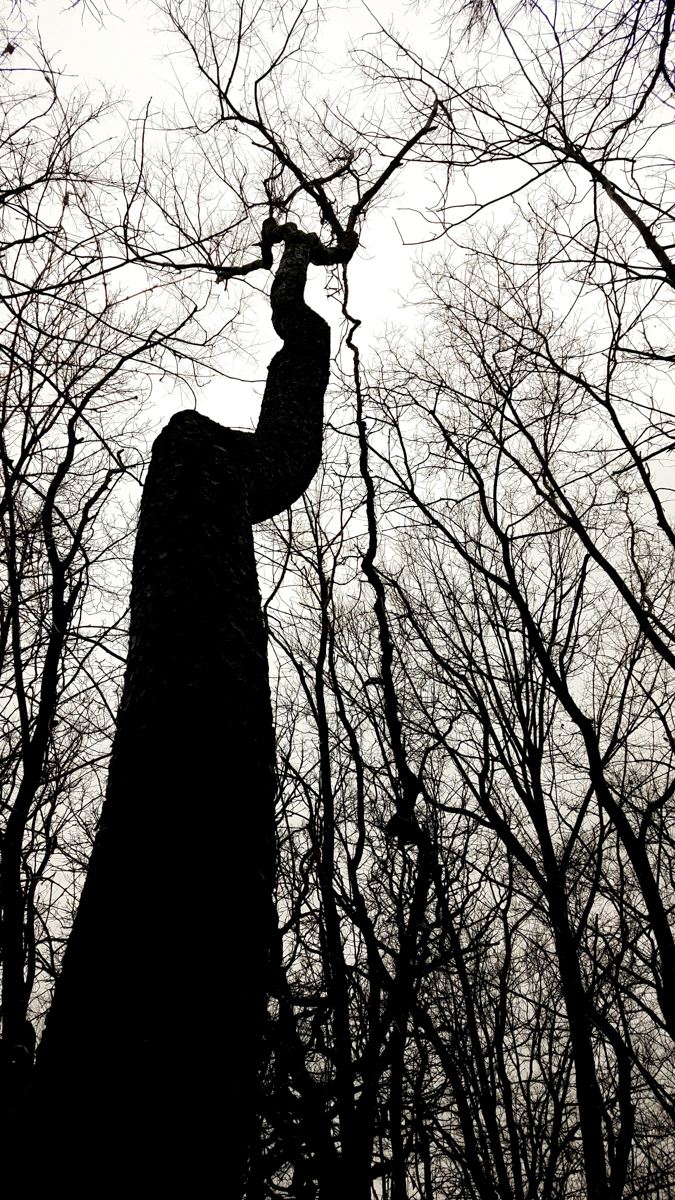 hi contrast tree in in woods