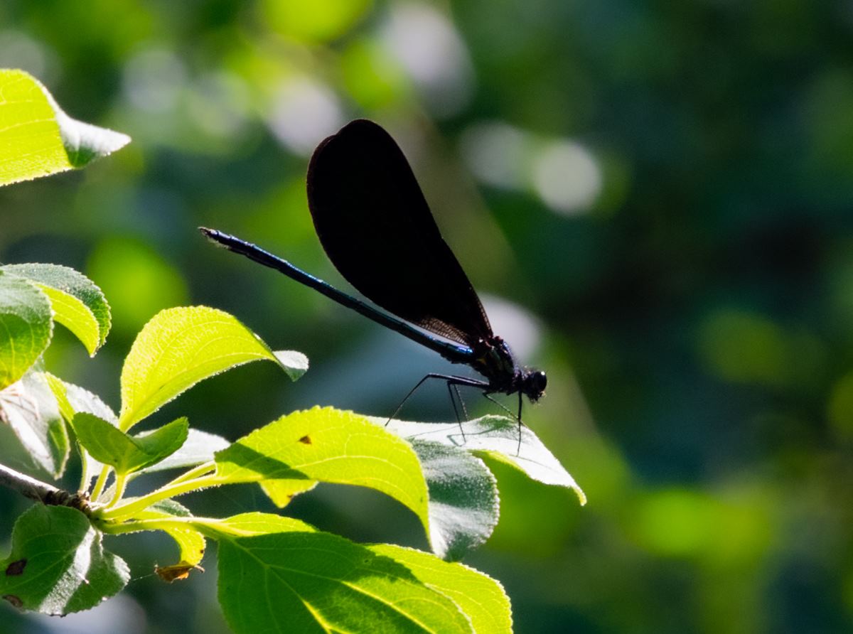 dragonfly on leaf