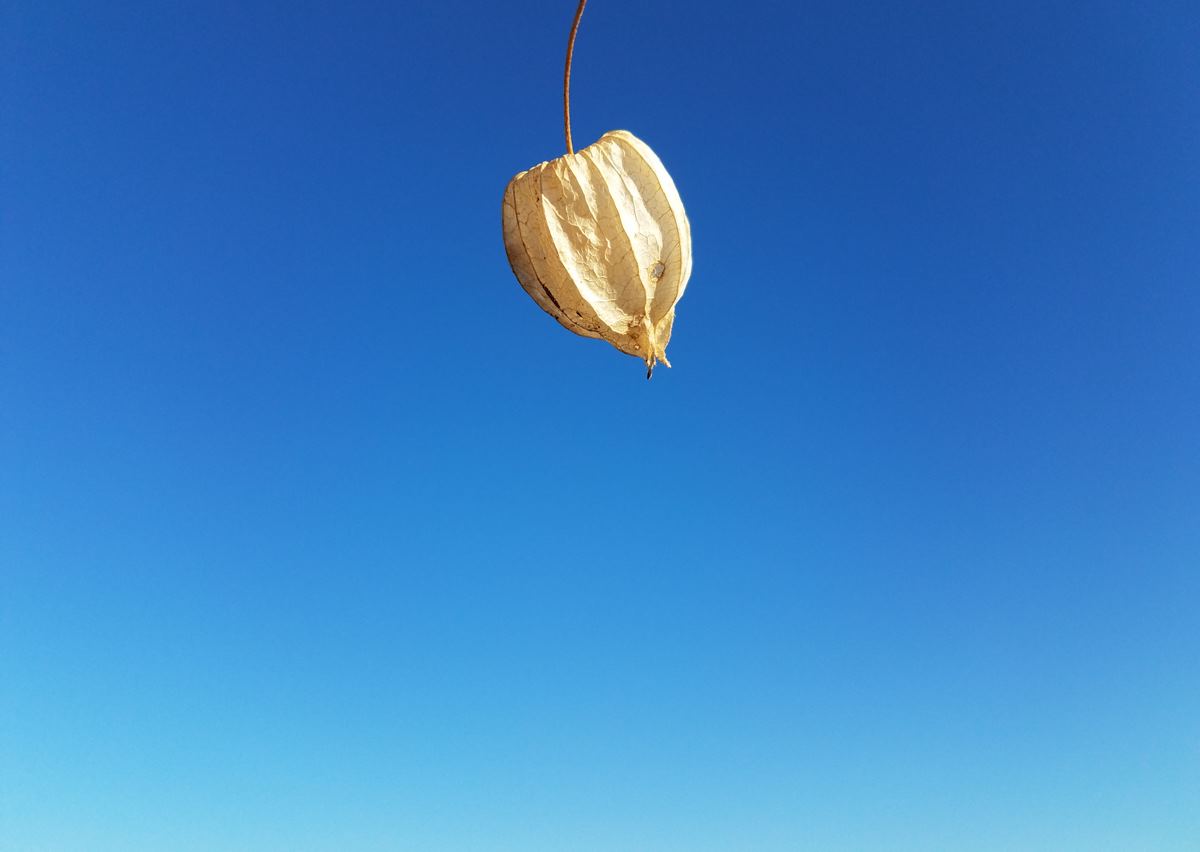 seed pod in sky