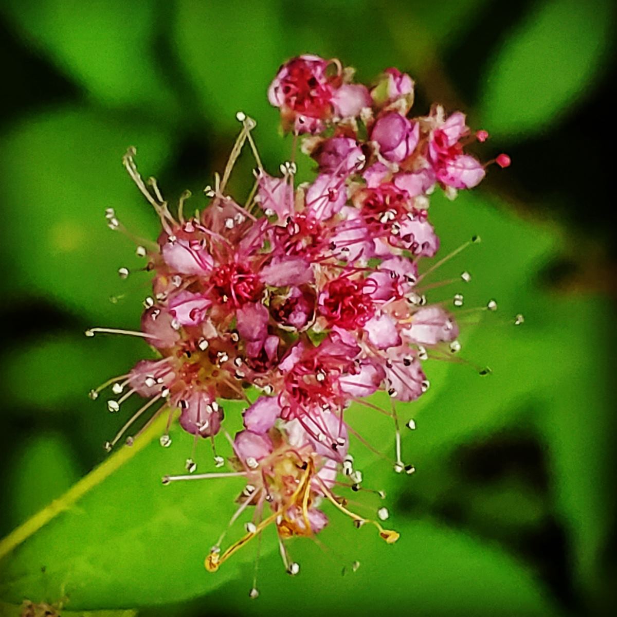red small flowers