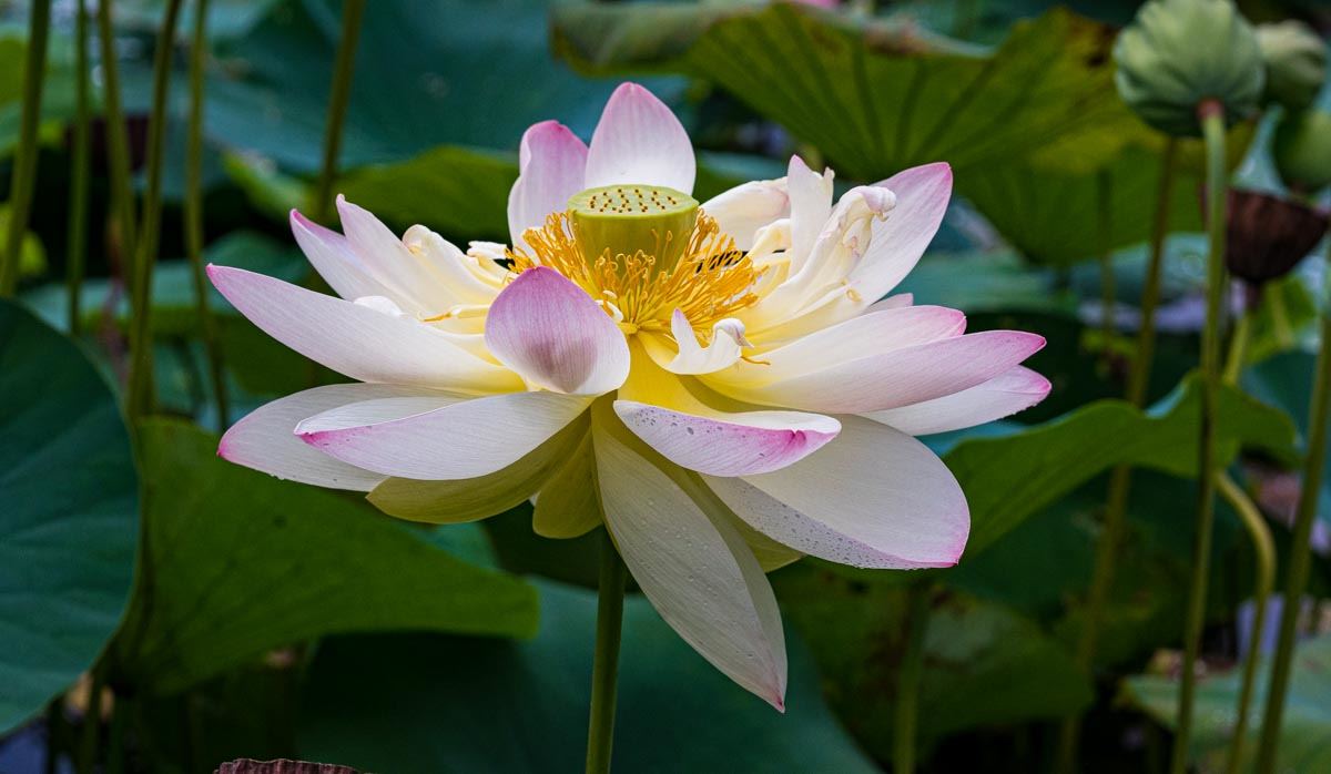 lotus blossom