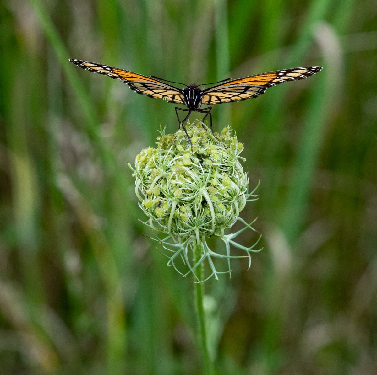 monarch butterfly on green flower