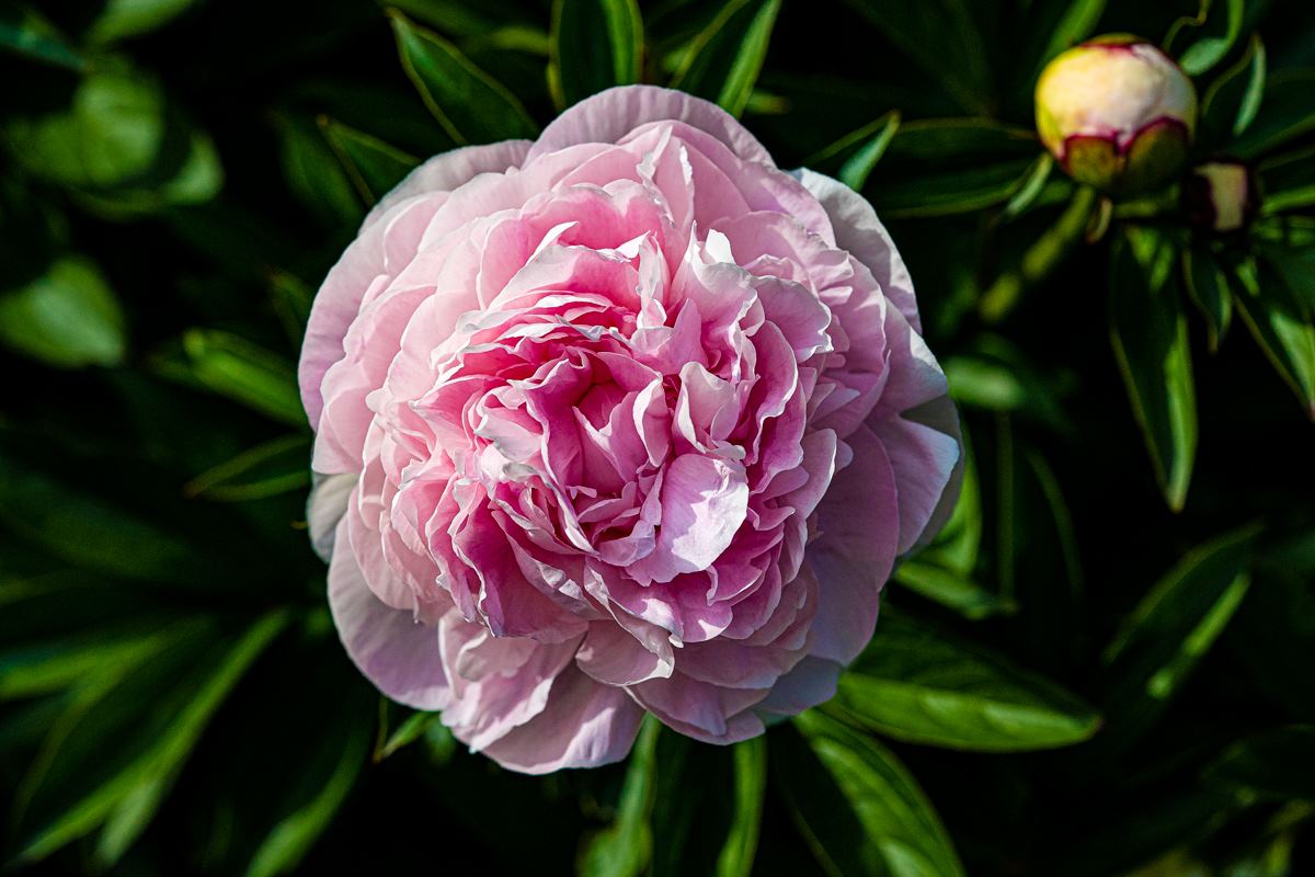 peony flower