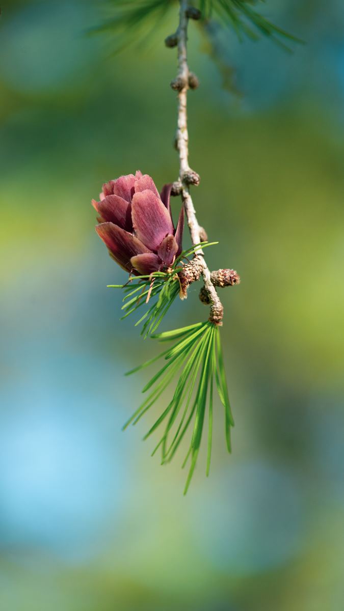 closeup pine cone flower