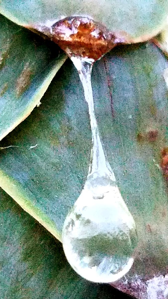 drop of resin on leaf