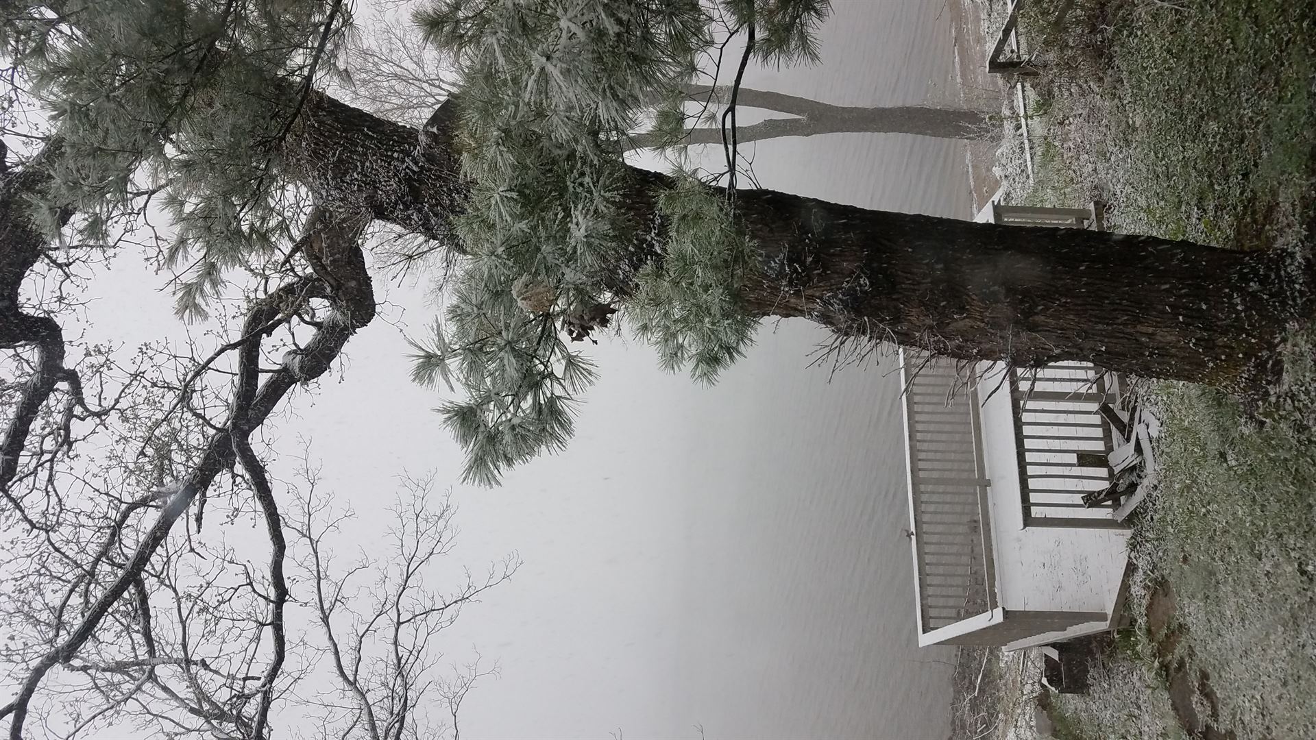 tree with snow by lake