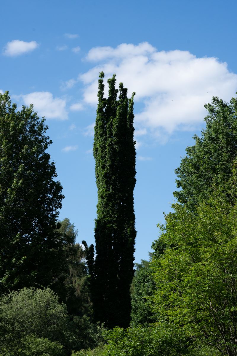 tall bush with trees