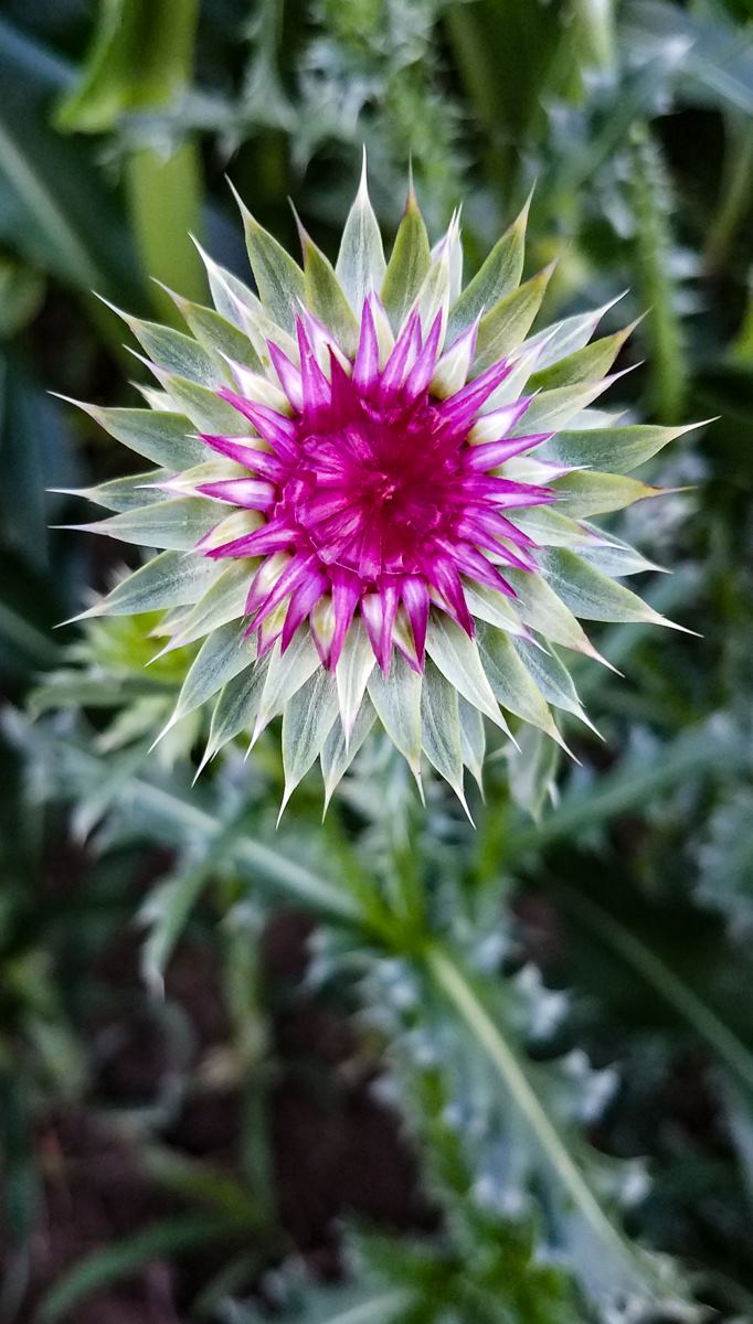 thistle flower