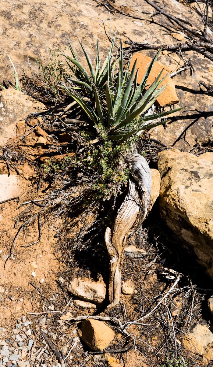 twisted wood in desert with brown rock