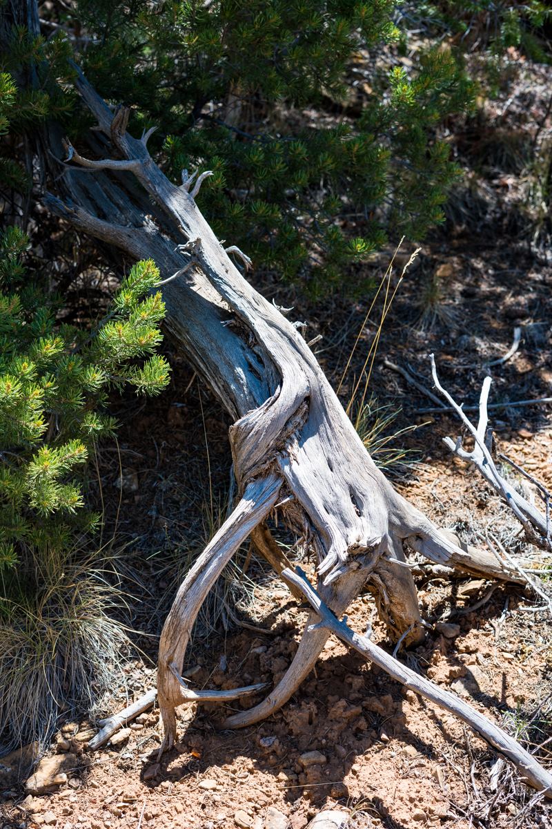 twisted wood in desert