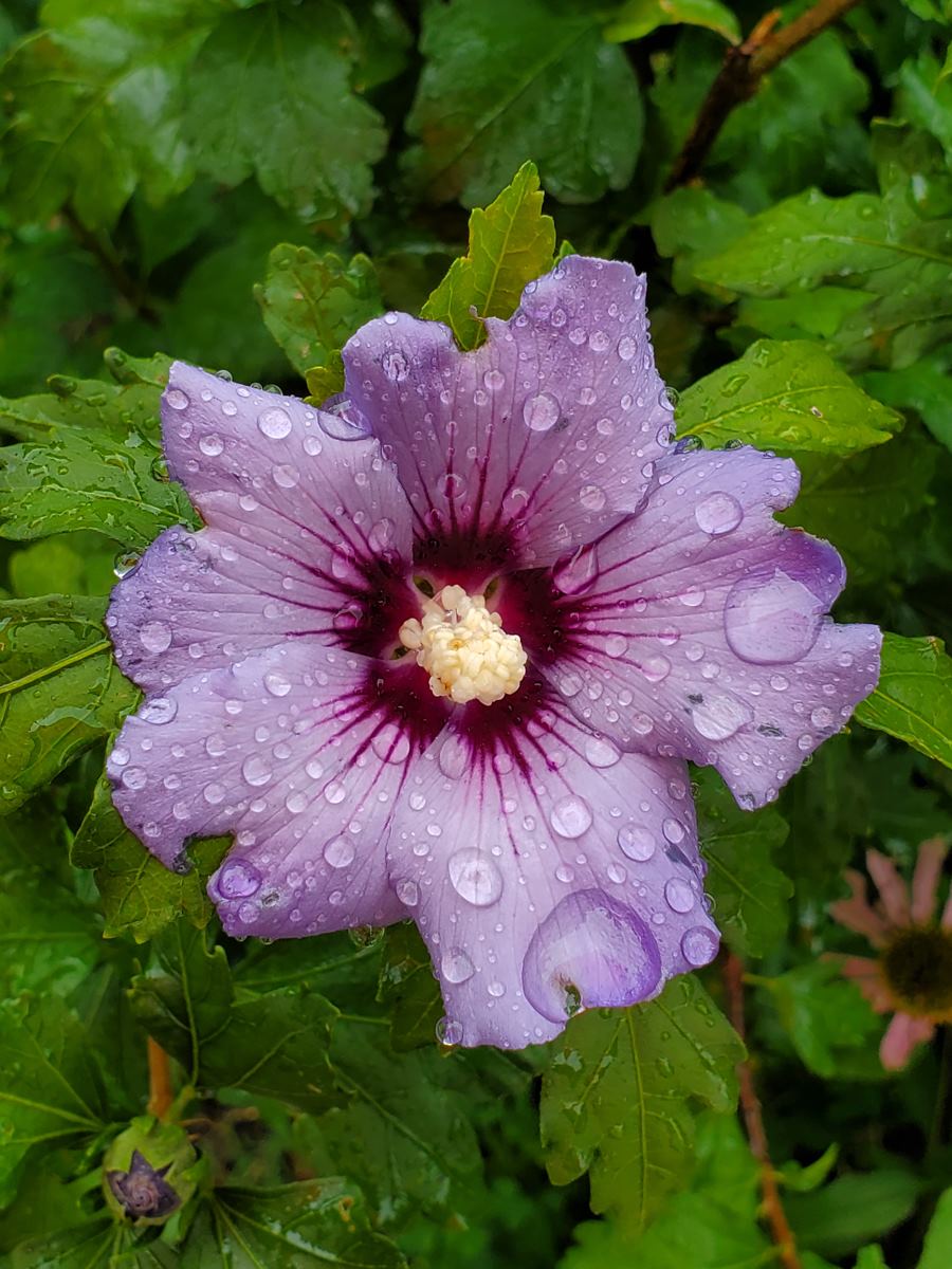 flower with water droplets