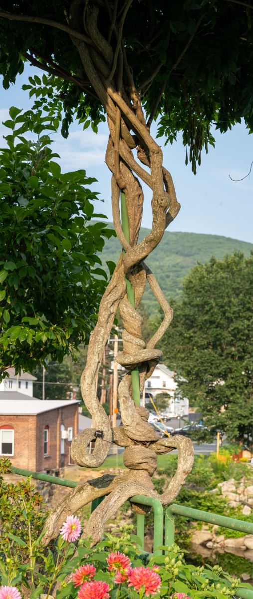 wisteria plant