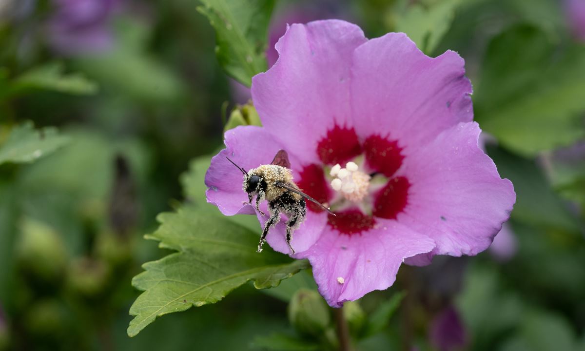 bee flying away from flower