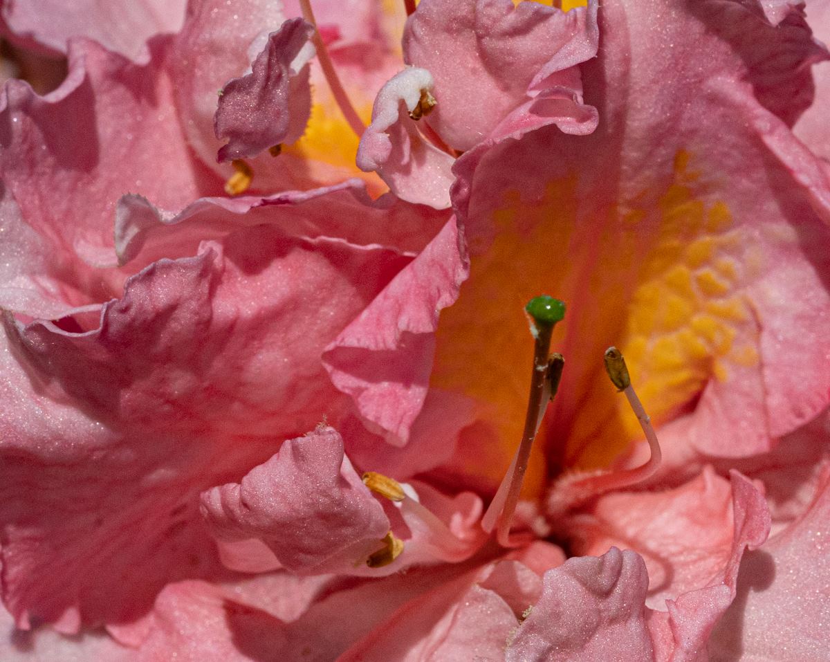 close up of center of flower