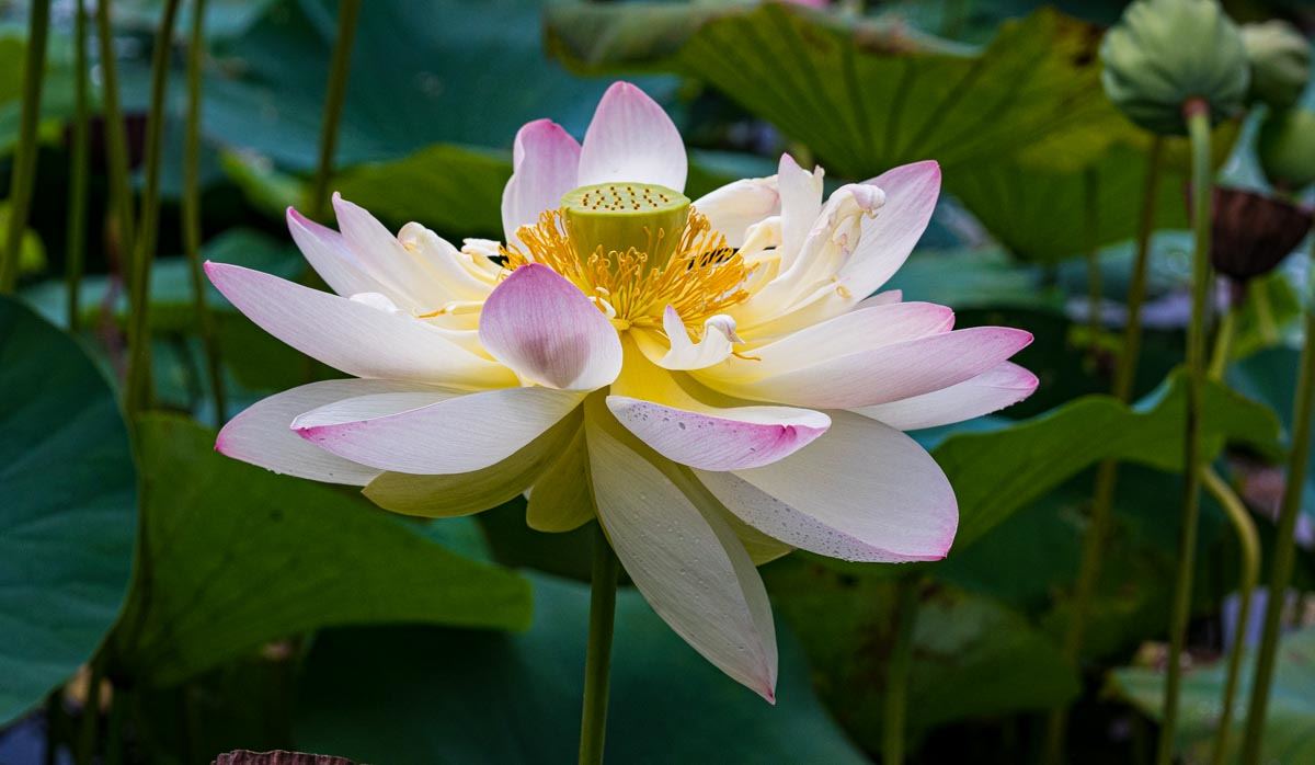 a lotus flower