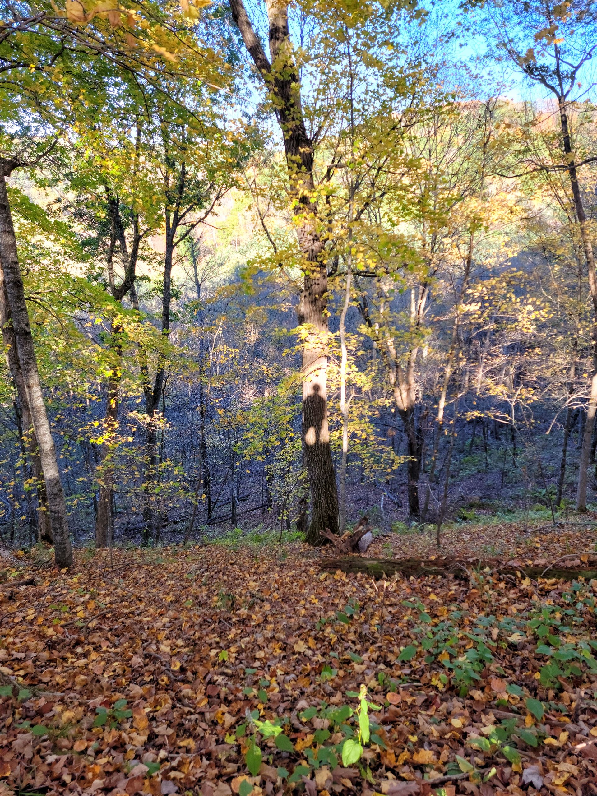 forrest with tree and dales shadow