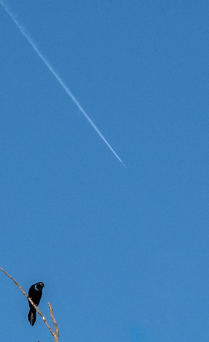 black bird with blue sky and contrail in the distance