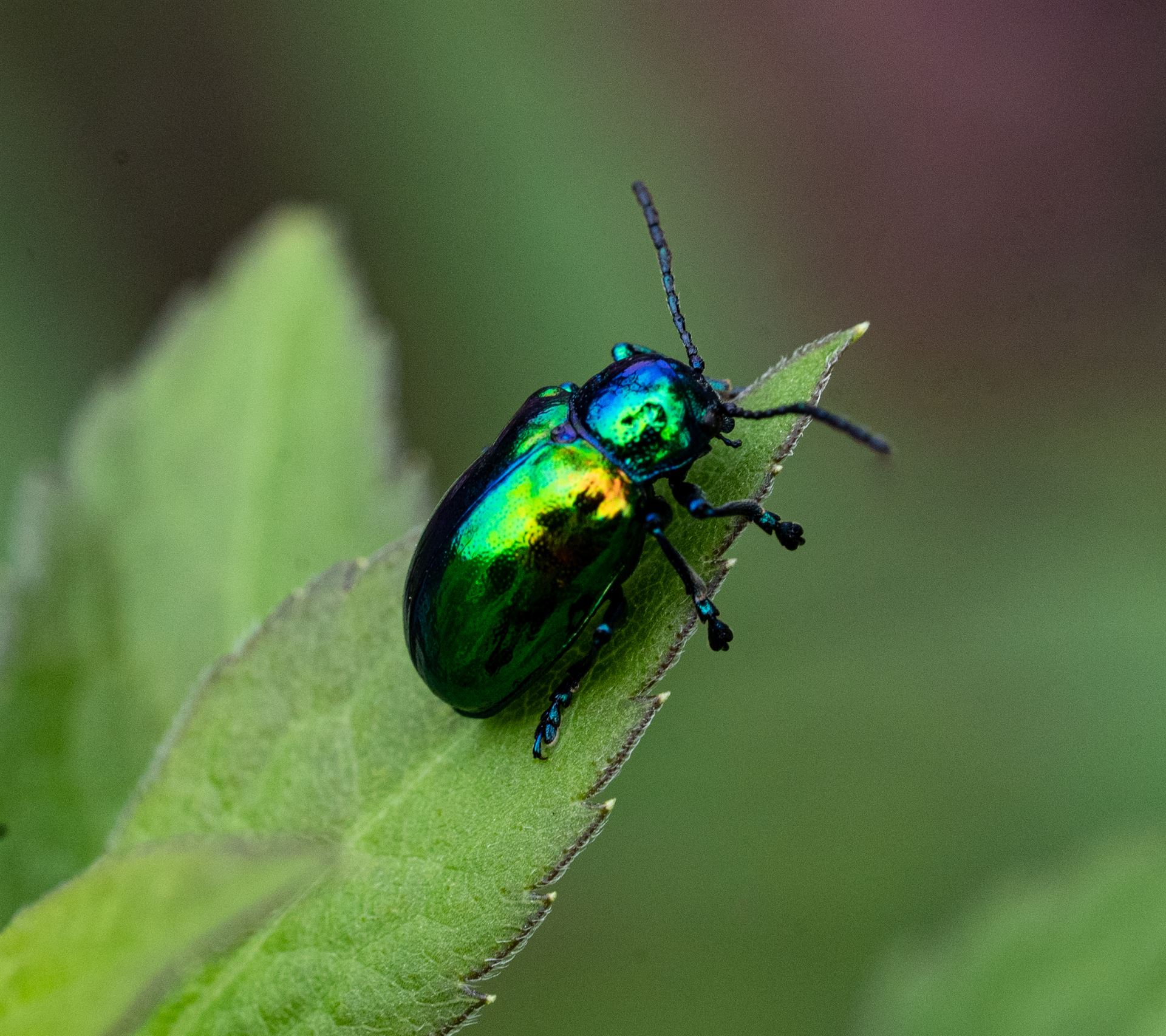 Dalek reflected in the shiny shell of a beetle