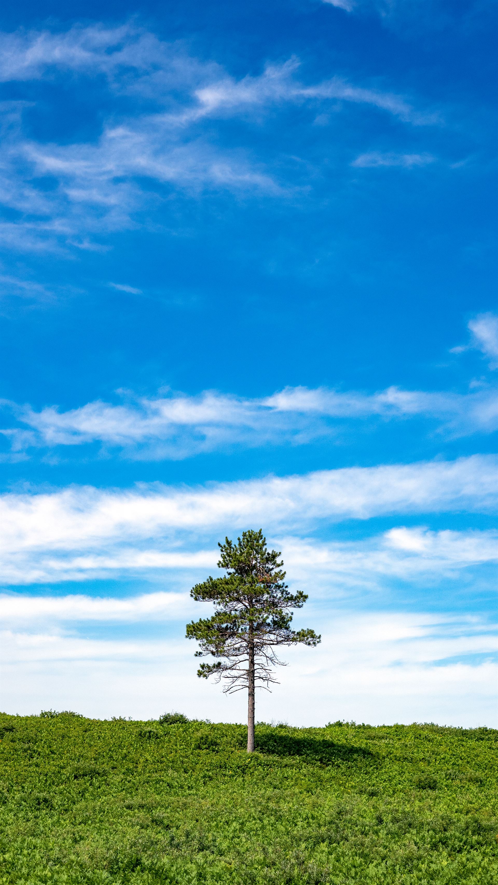 one tree on a plain