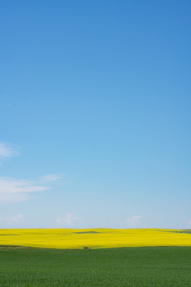 Bright green grass and blue sky