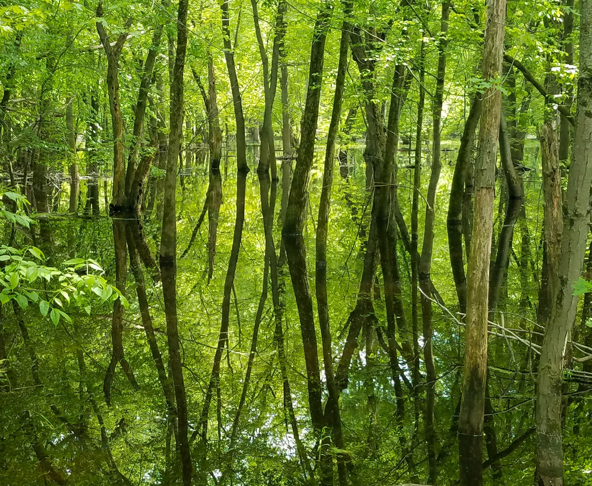reflection in the bark river