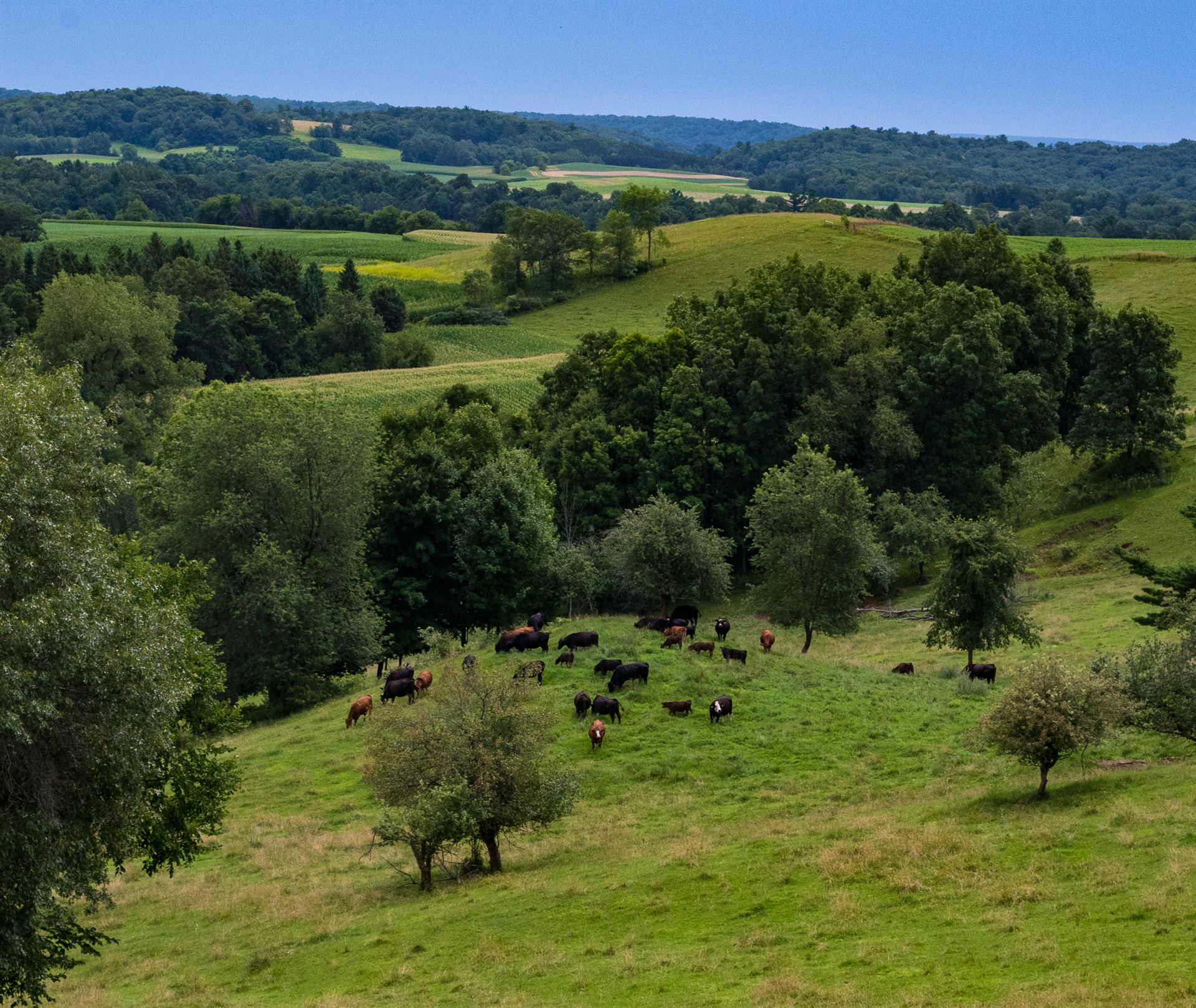 cows in a valley