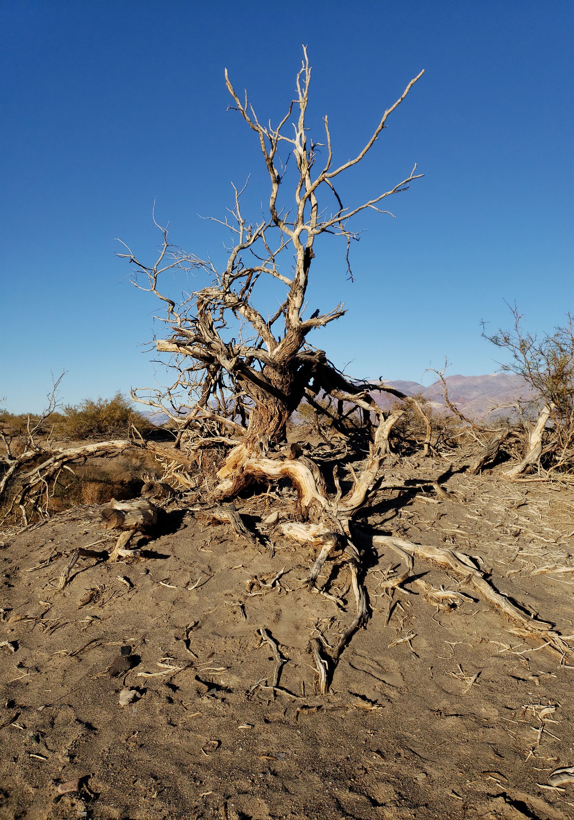 Dry tree in deathvalley