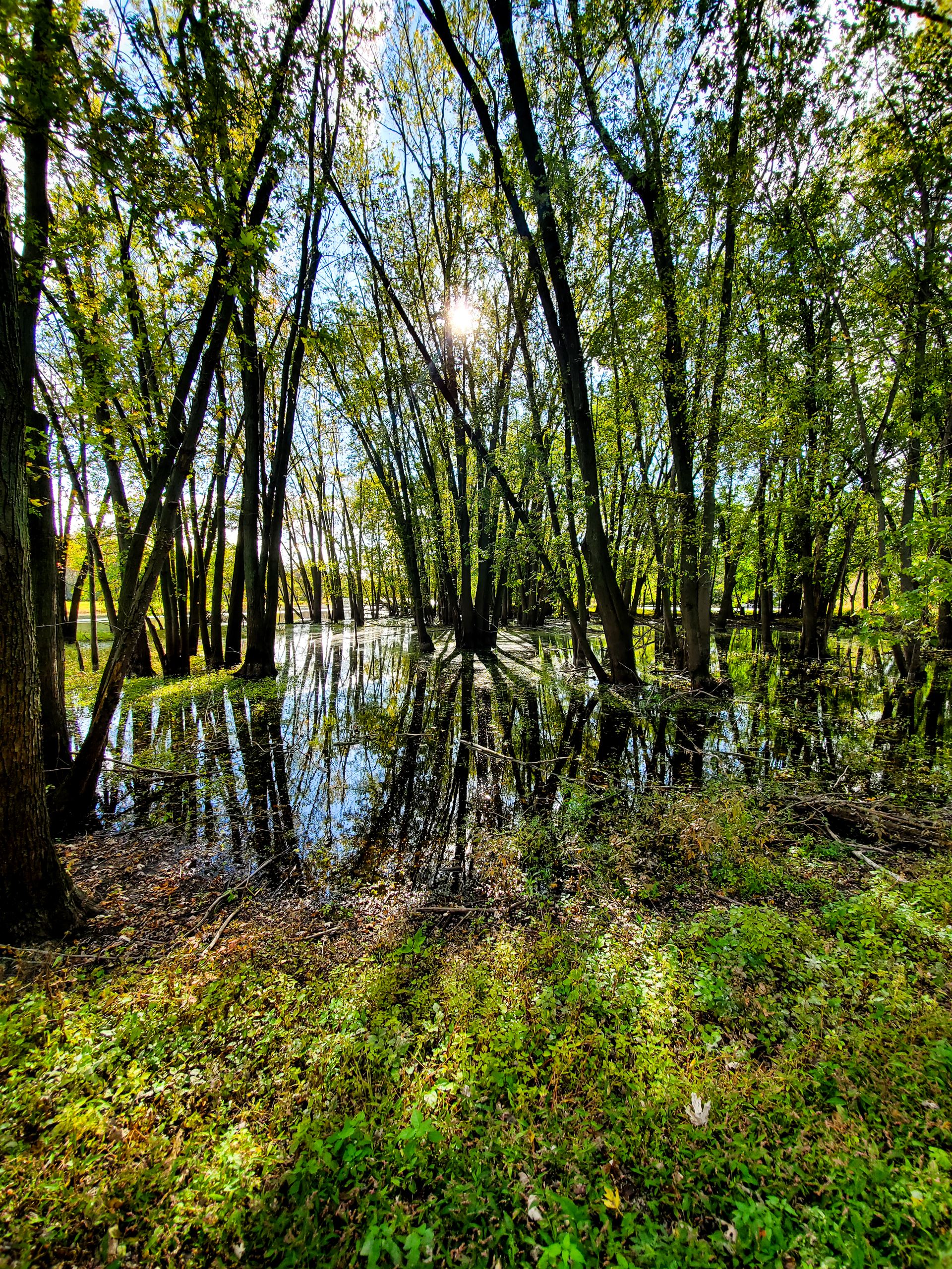 swamp with reflection in water